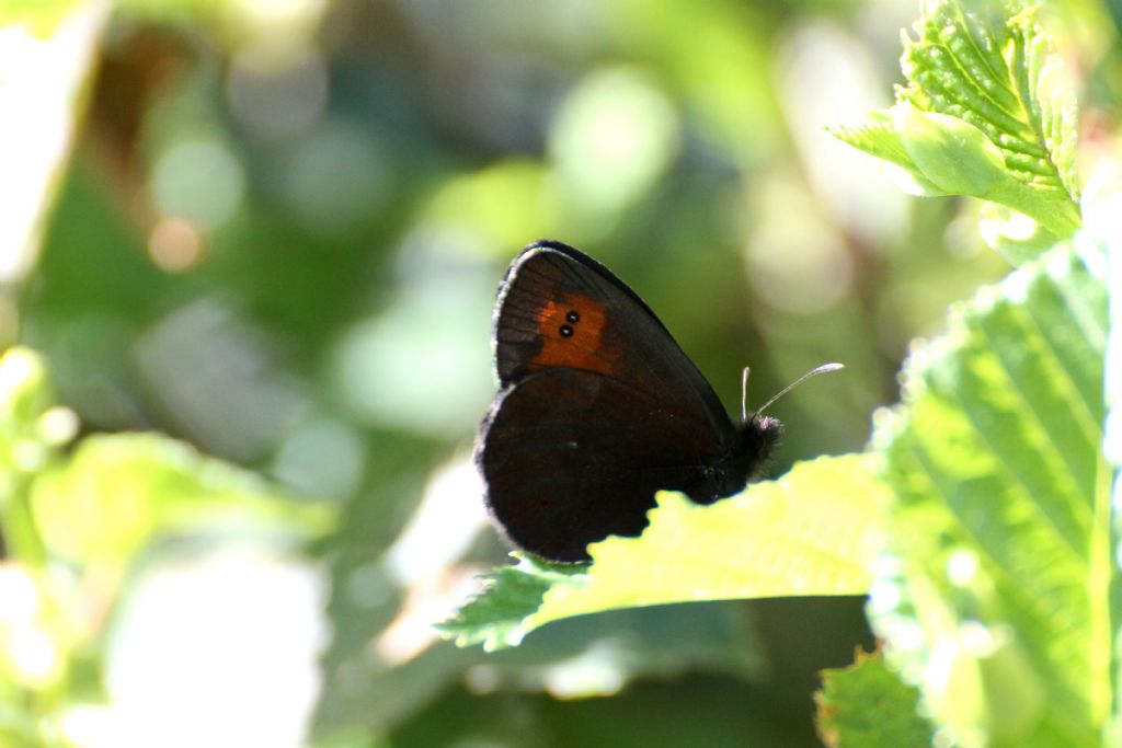 Erebia ligea? No, Erebia euryale - Nymphalidae